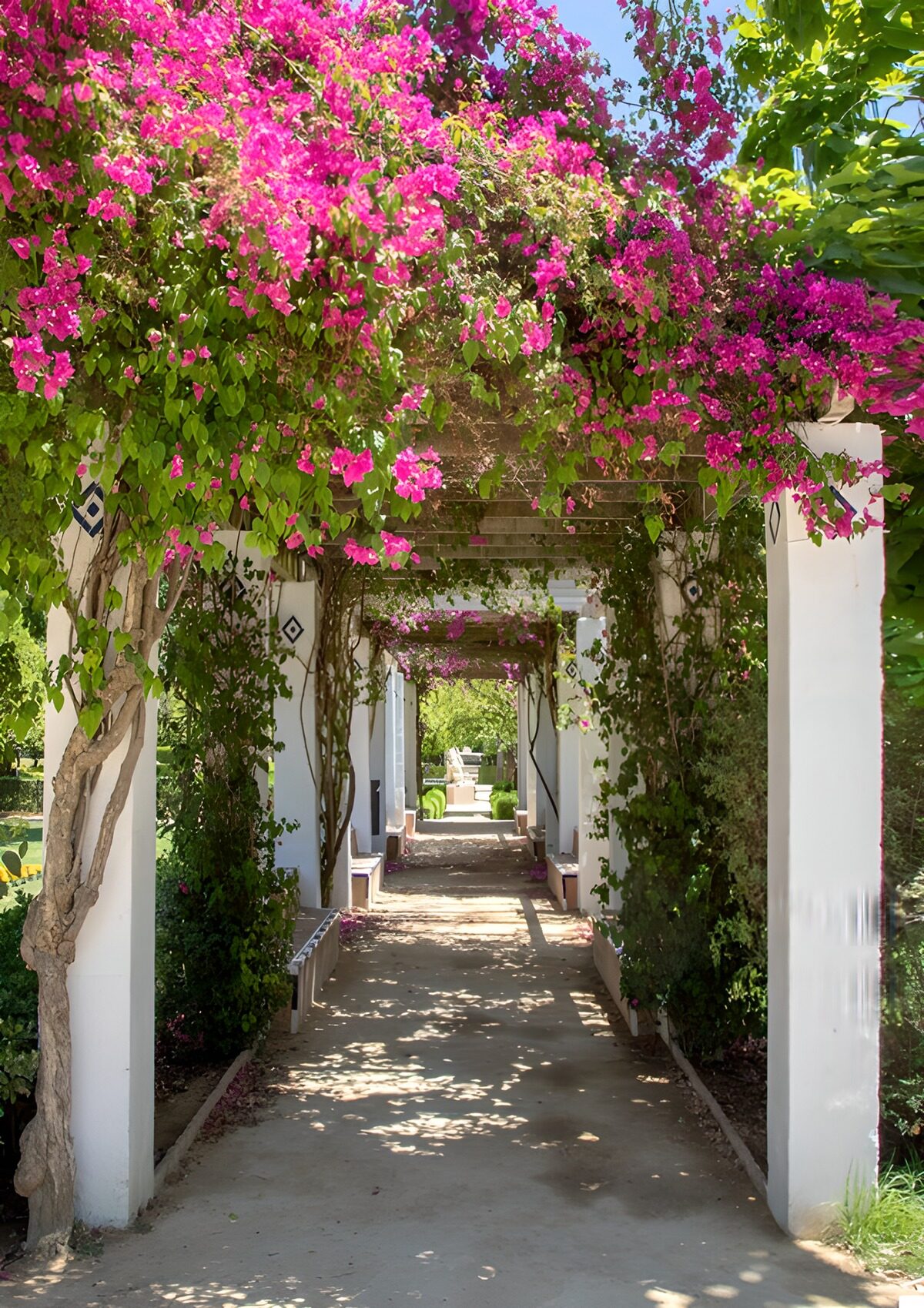 Witte pergola met roze bougainvillea
