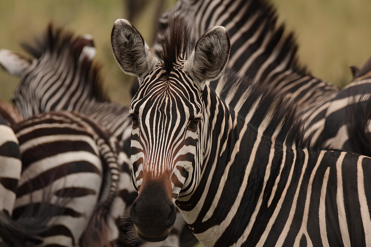 Zebra van dichtbij, midden in de kudde