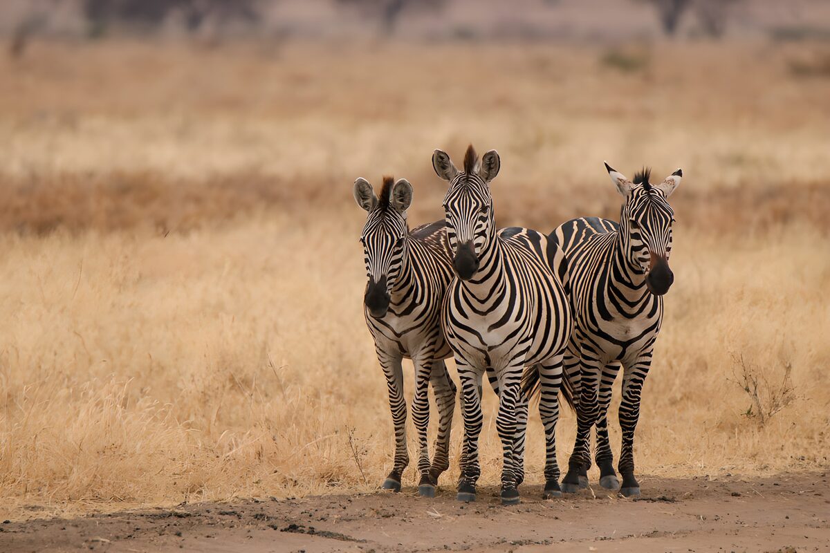 Drie zebra's in goudgeel gras