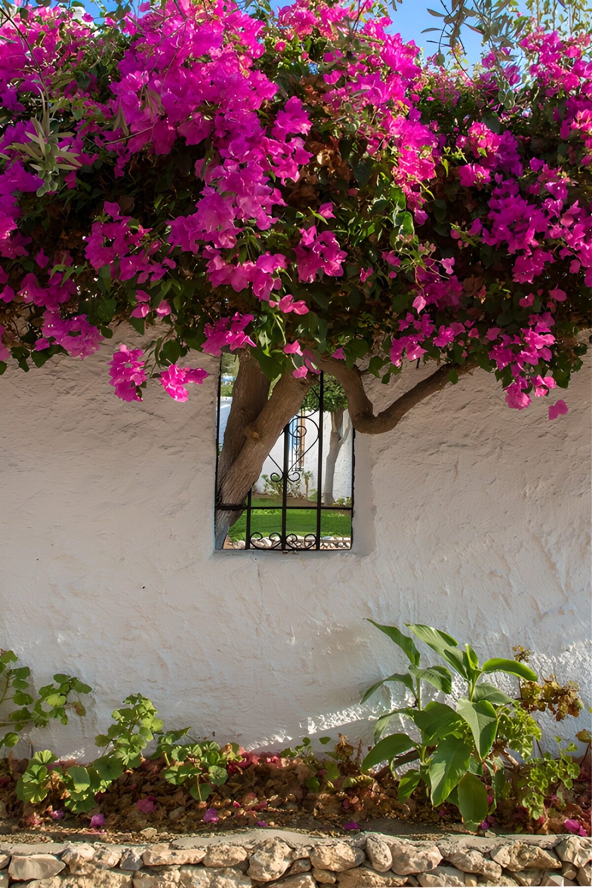 Bougainvillea tegen een zonnige witte muur