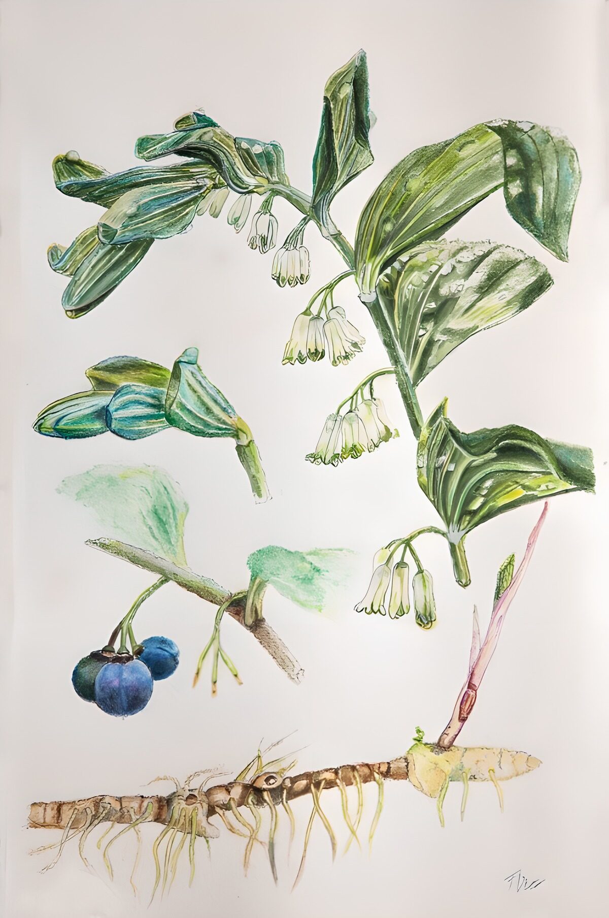 Salomonszegel met bloemen en blauwe bessen