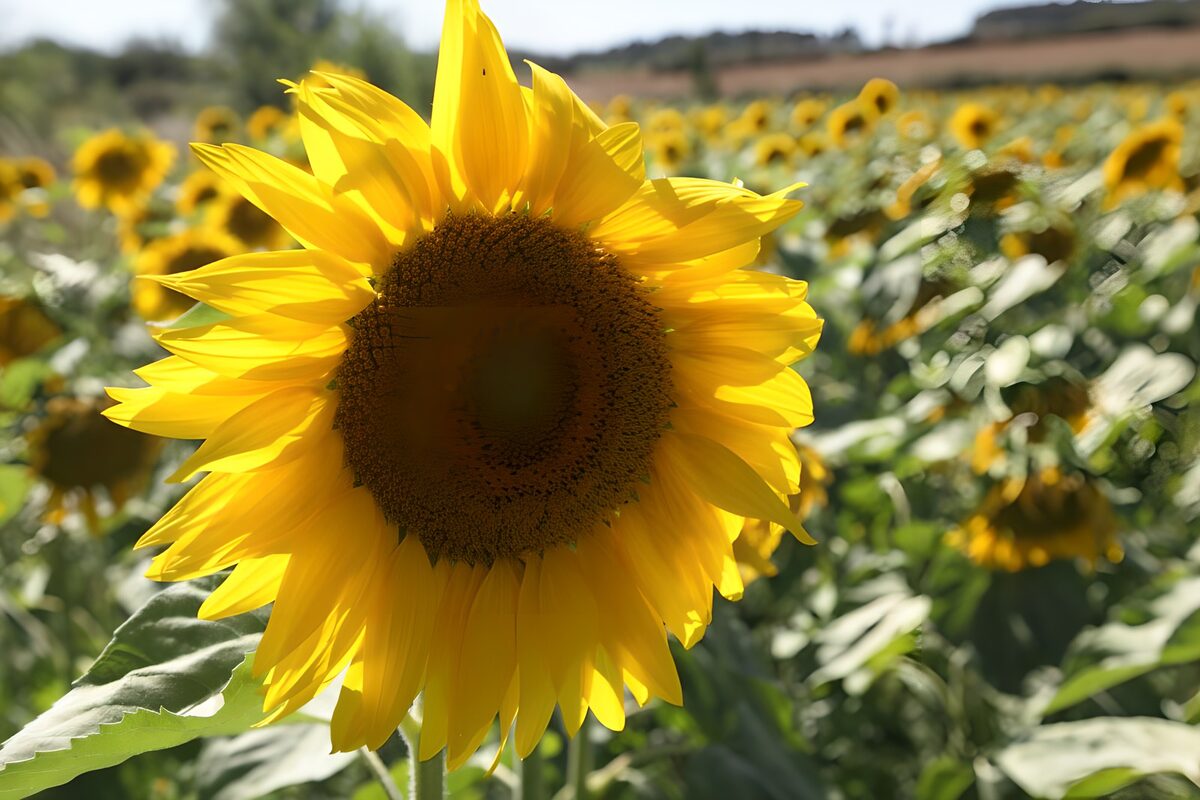 Zonnebloem in een zonnig veld