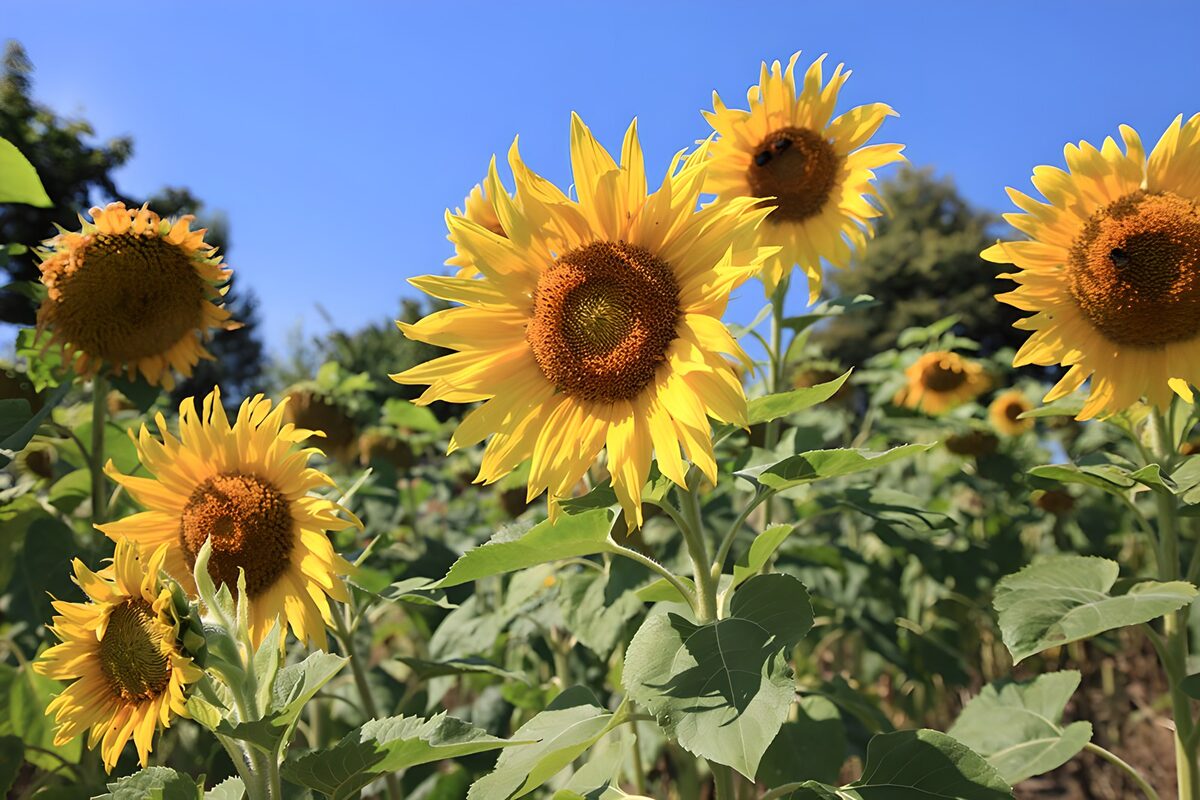 Gele zonnebloemen onder een blauwe lucht