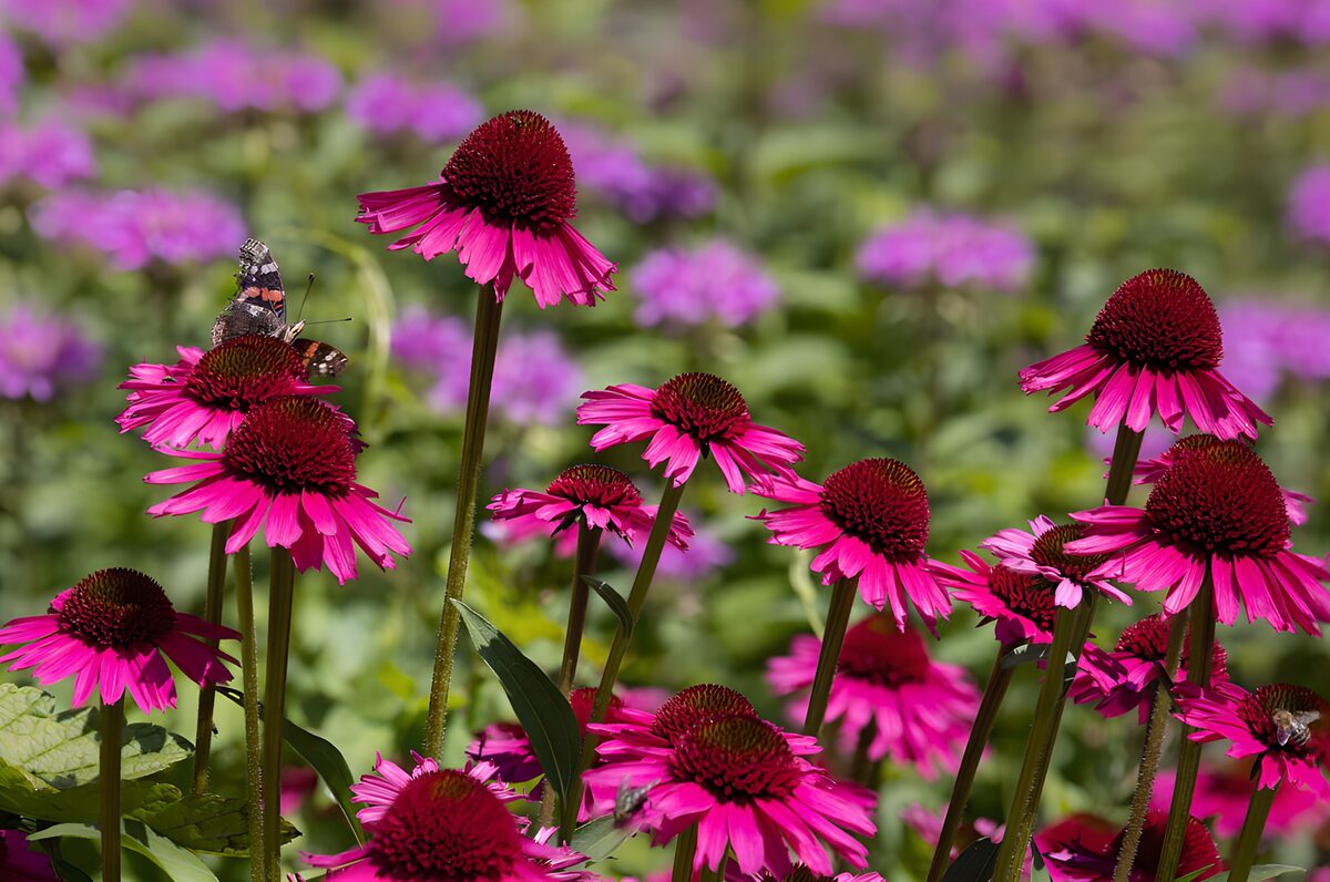 Roze zonnehoed met vlinder in de zon
