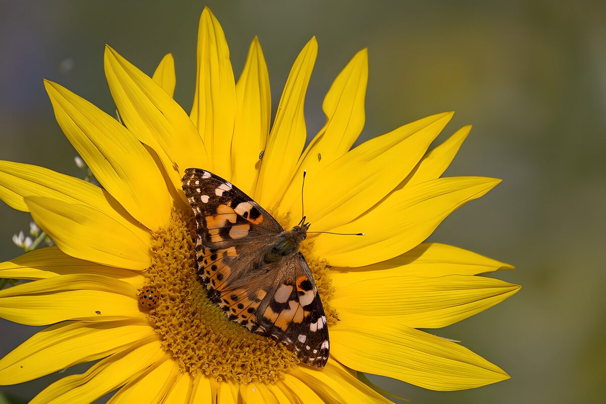 Distelvlinder op een zonnige zonnebloem