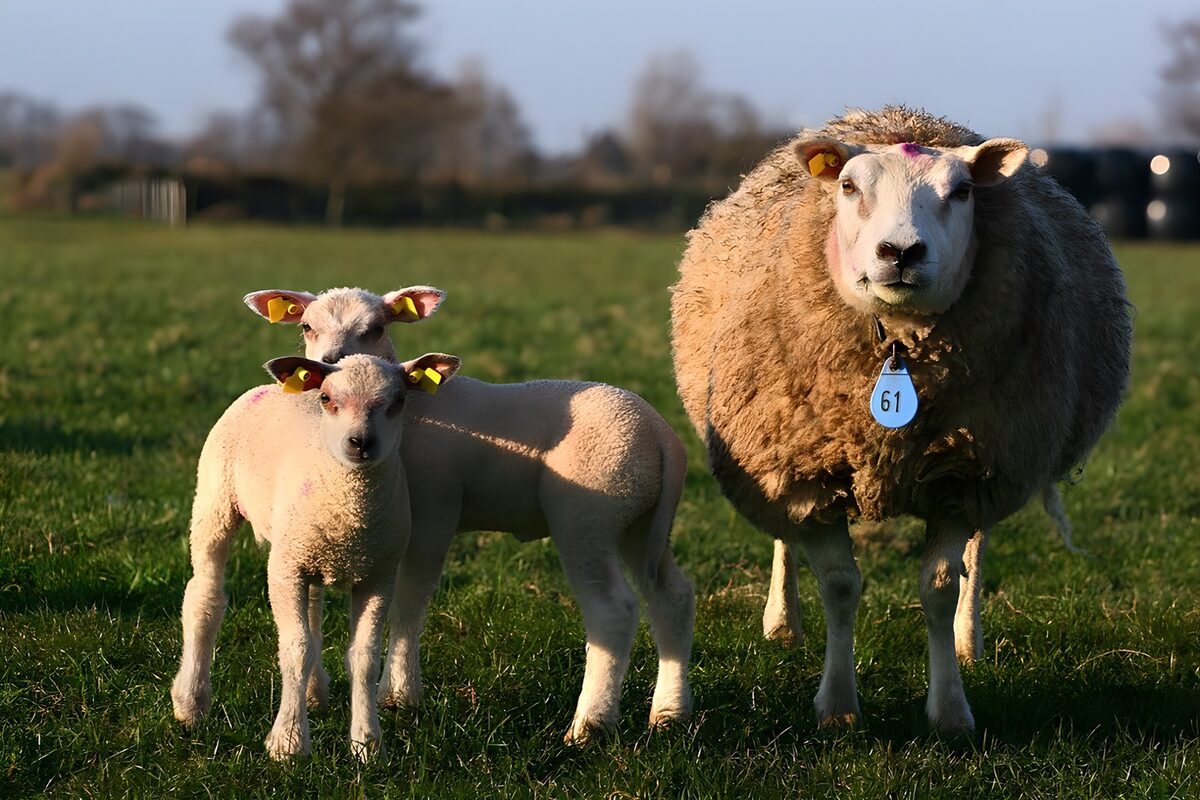 Schaap met twee lammetjes in de wei