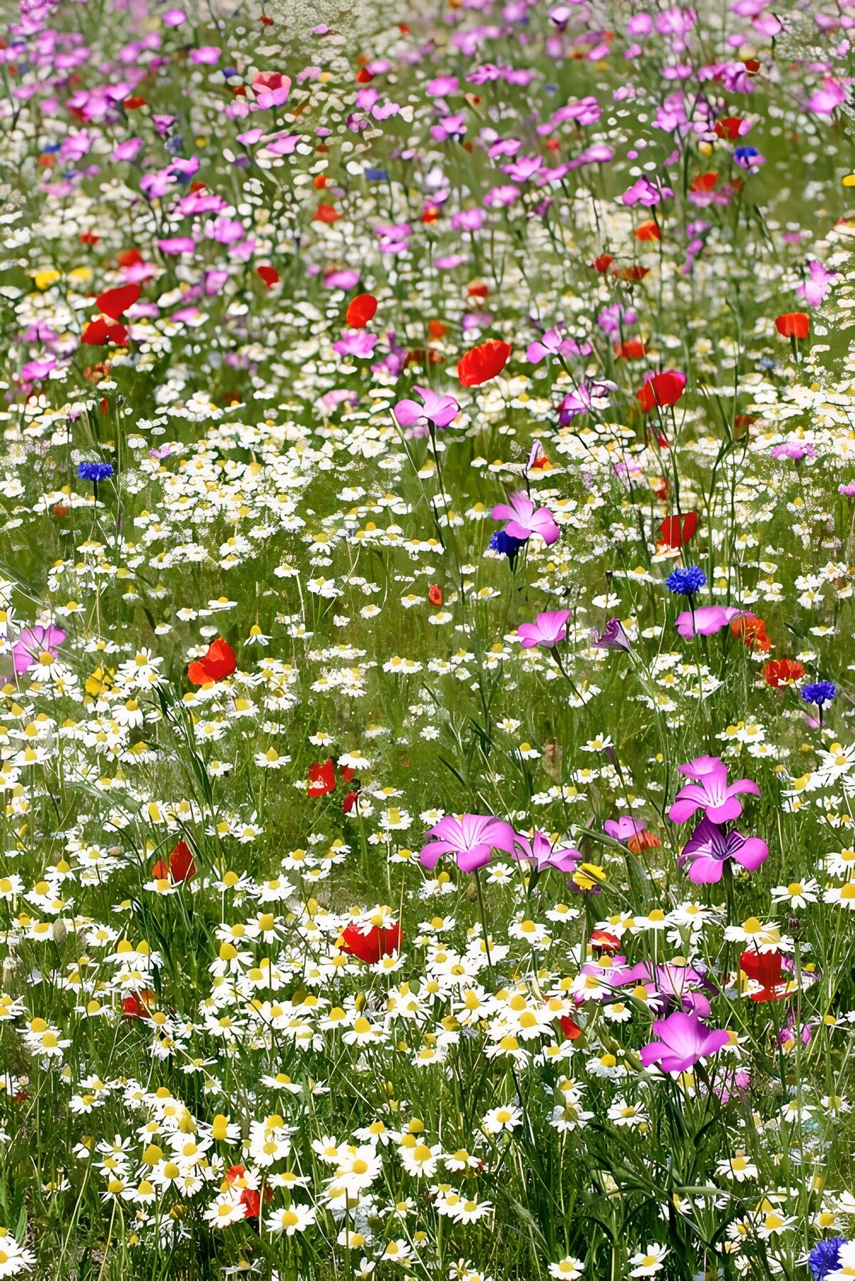 Bloemenweide met klaprozen en roze bloemen