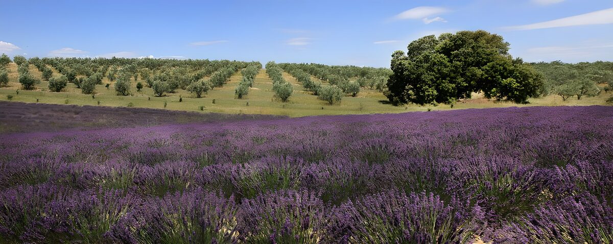 Lavendelveld met olijfbomen