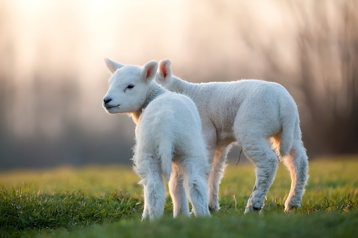 Twee lammetjes in warm tegenlicht