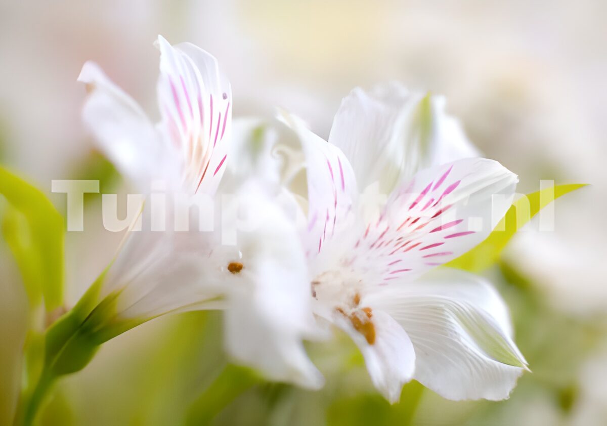 Witte alstroemeria in zacht licht