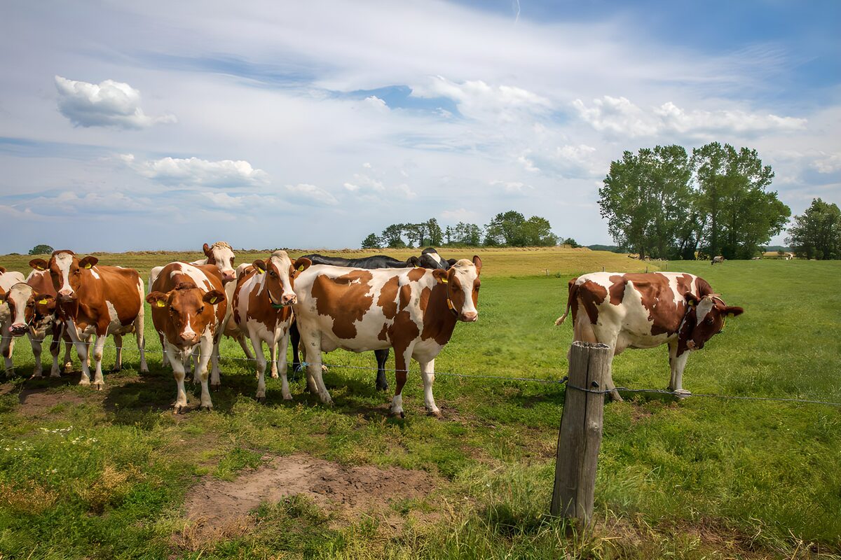 Nieuwsgierige koeien aan het hek