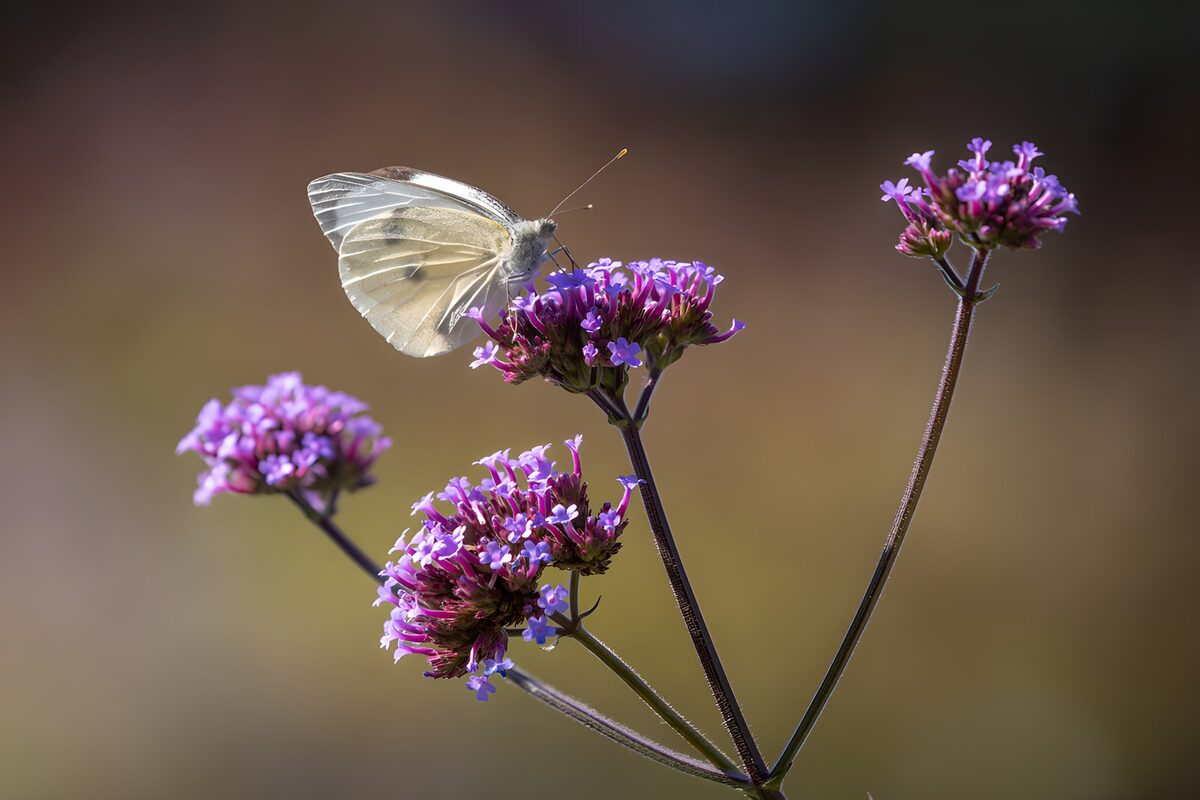 Witte vlinder op paarse bloemen