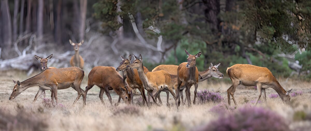 Herten tussen gras en paarse heide
