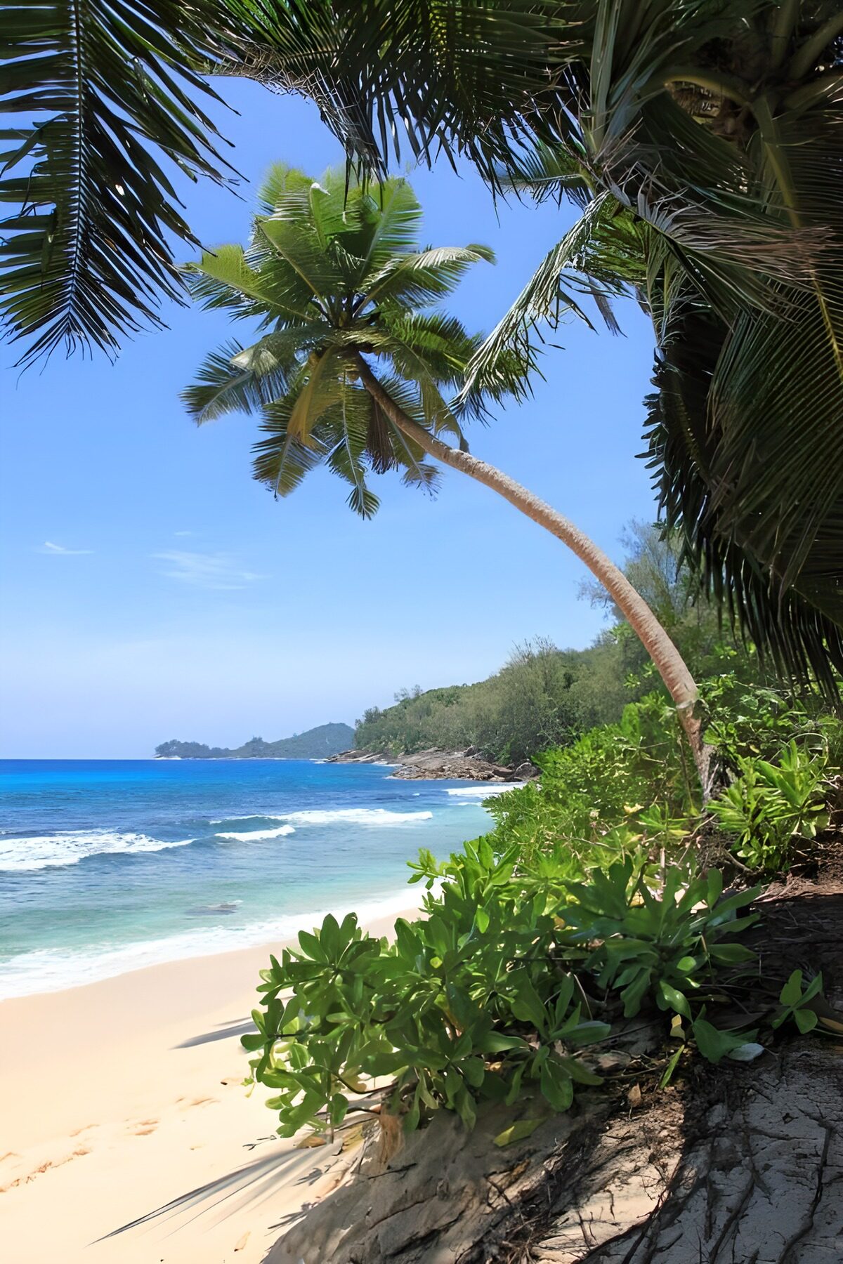 Tropisch strand met een gebogen palm