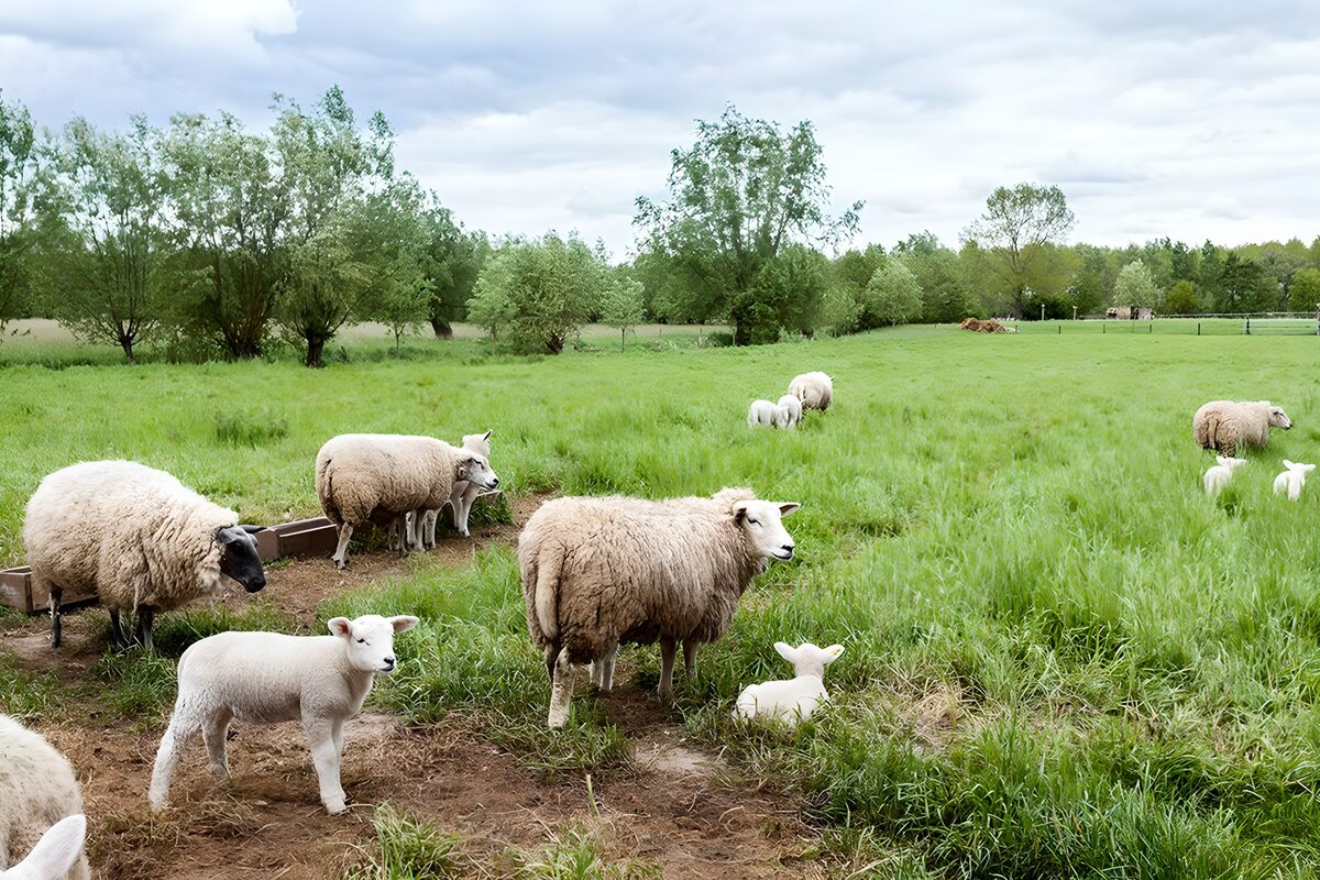Schapen en lammeren in het groene gras