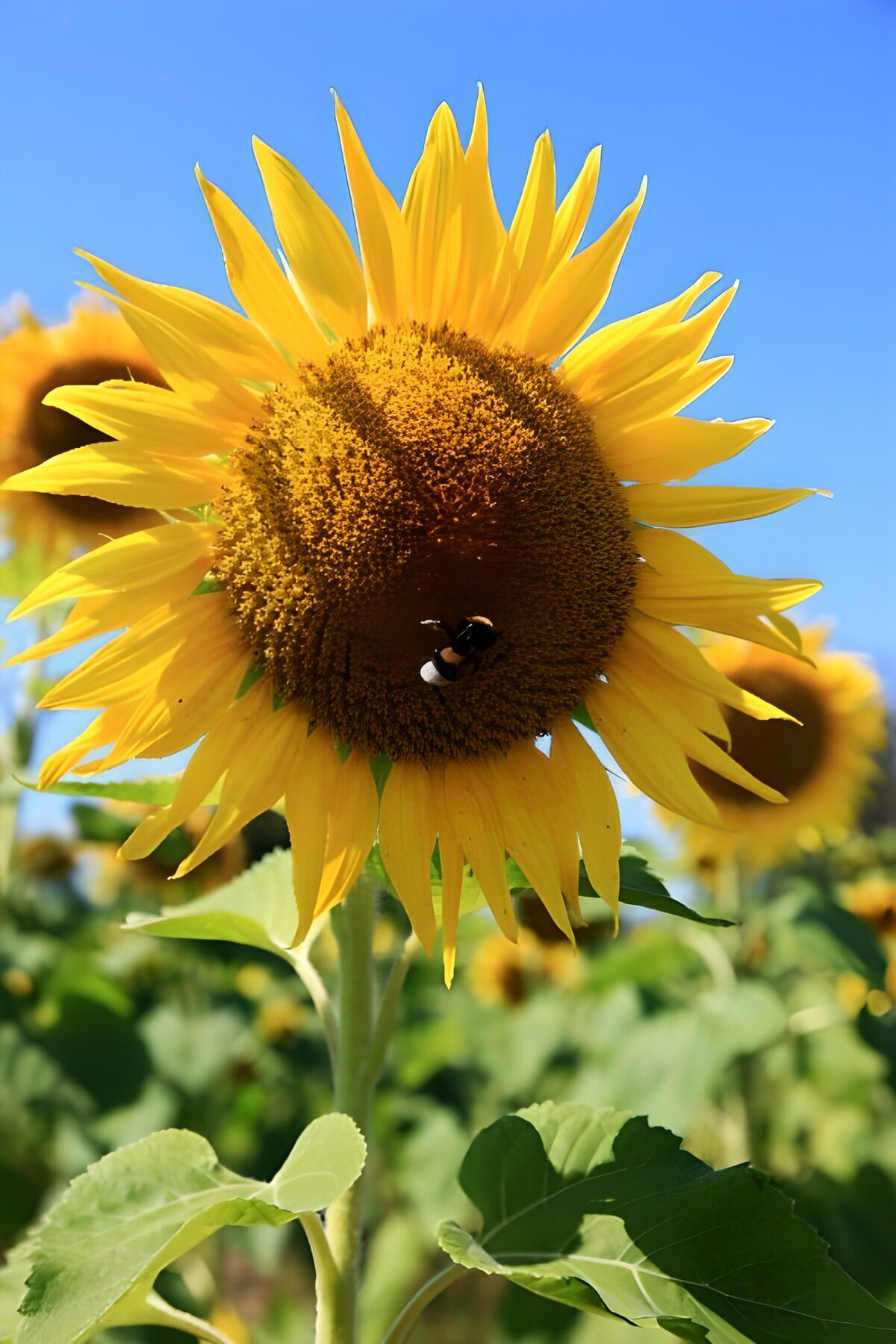 Zonnebloem onder een blauwe hemel