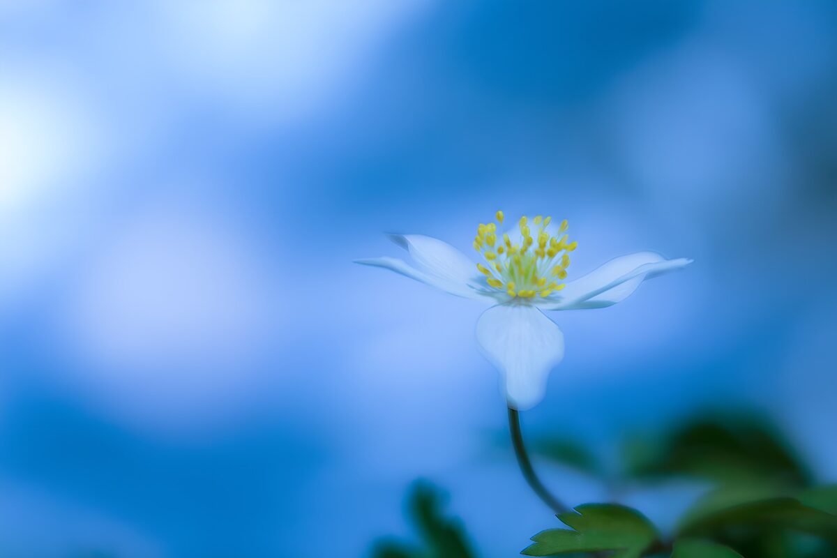 Witte bosanemoon tegen een blauwe waas