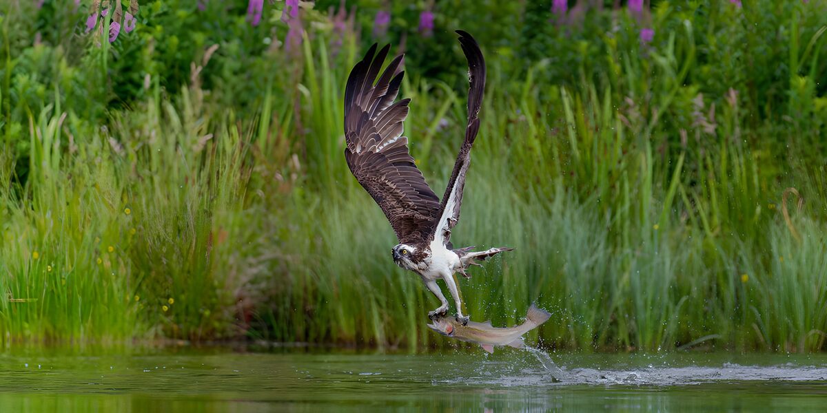 Visarend met vis boven het water