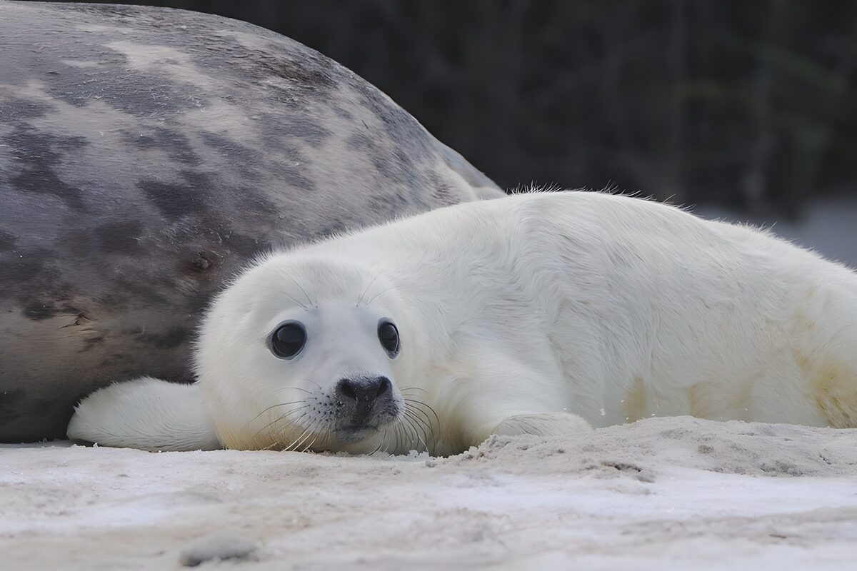 Wit zeehondenjong naast een grote zeehond