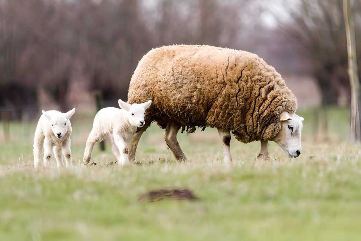 Twee lammetjes dicht bij moeders wol