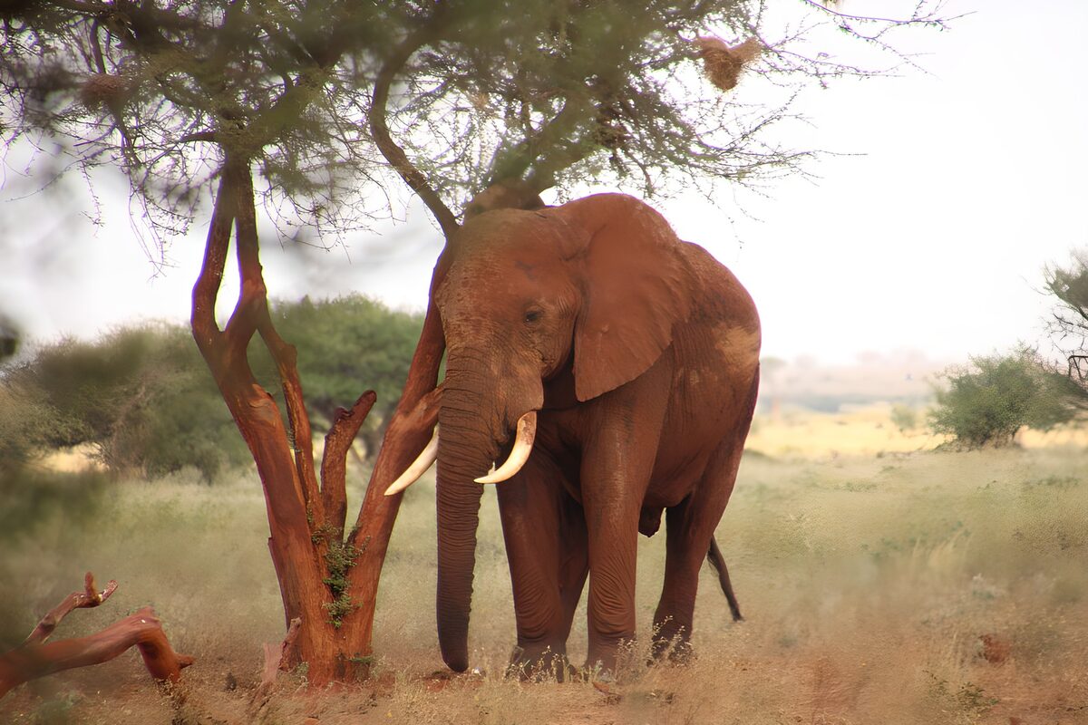 Olifant onder een brede boom