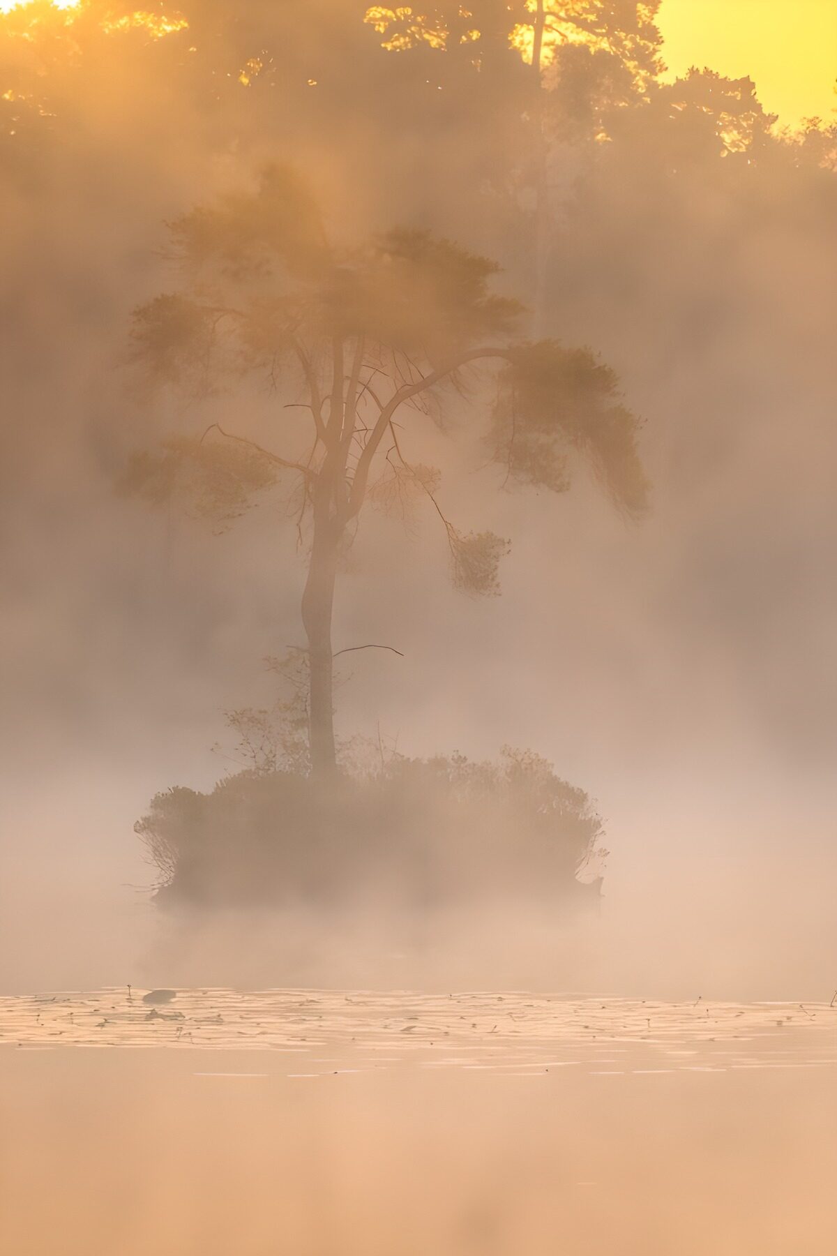 Boom op een eiland in gouden mist