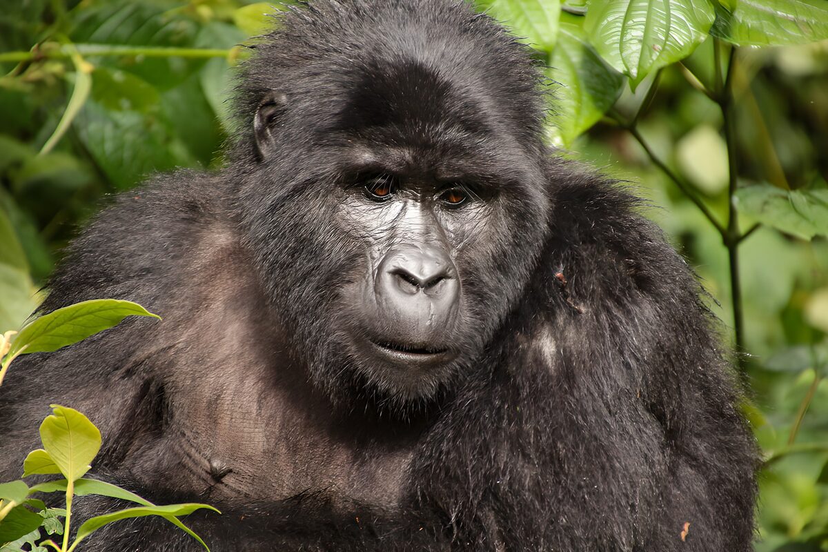 Gorilla tussen groene bladeren