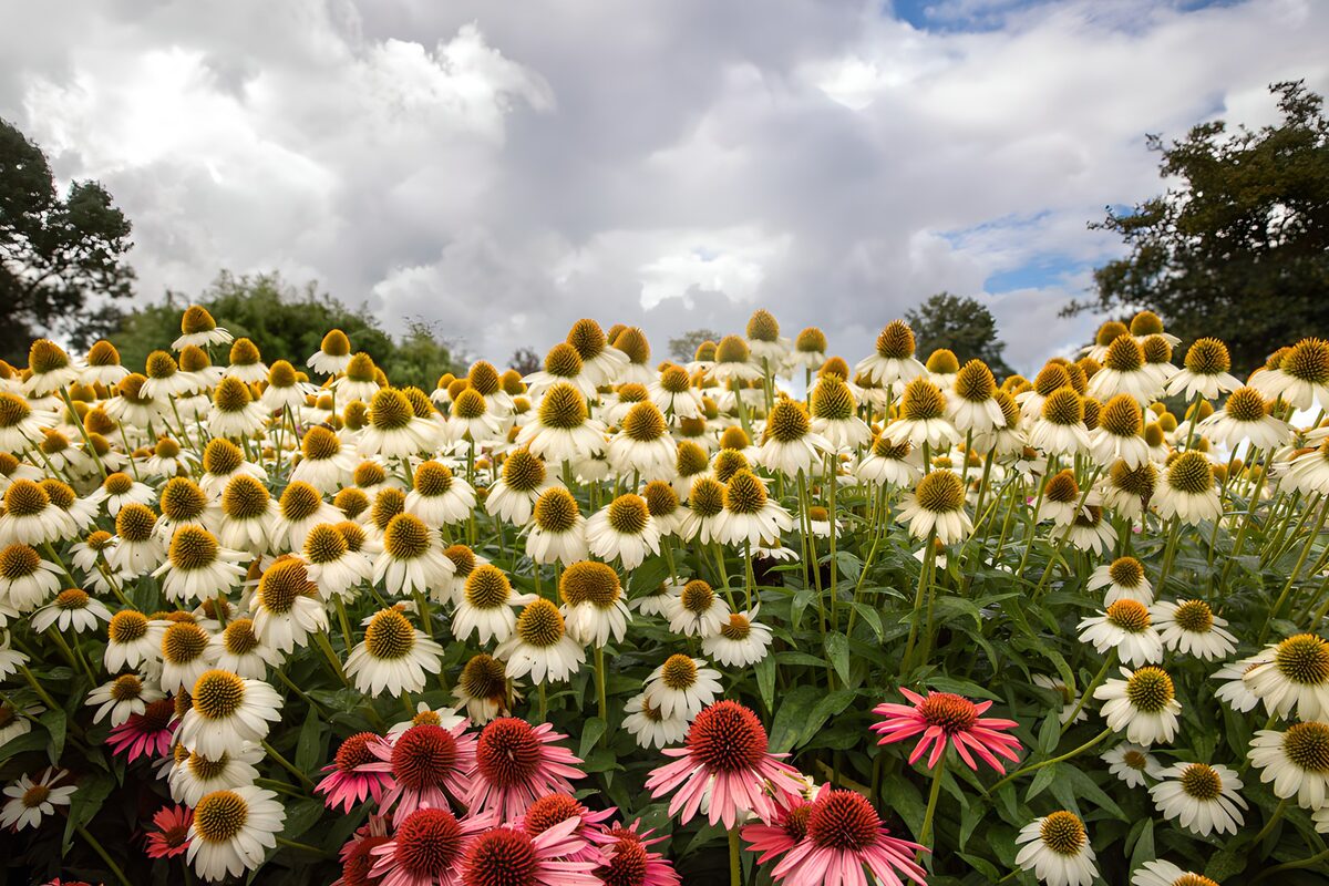 Witte en roze zonnehoed onder wolken