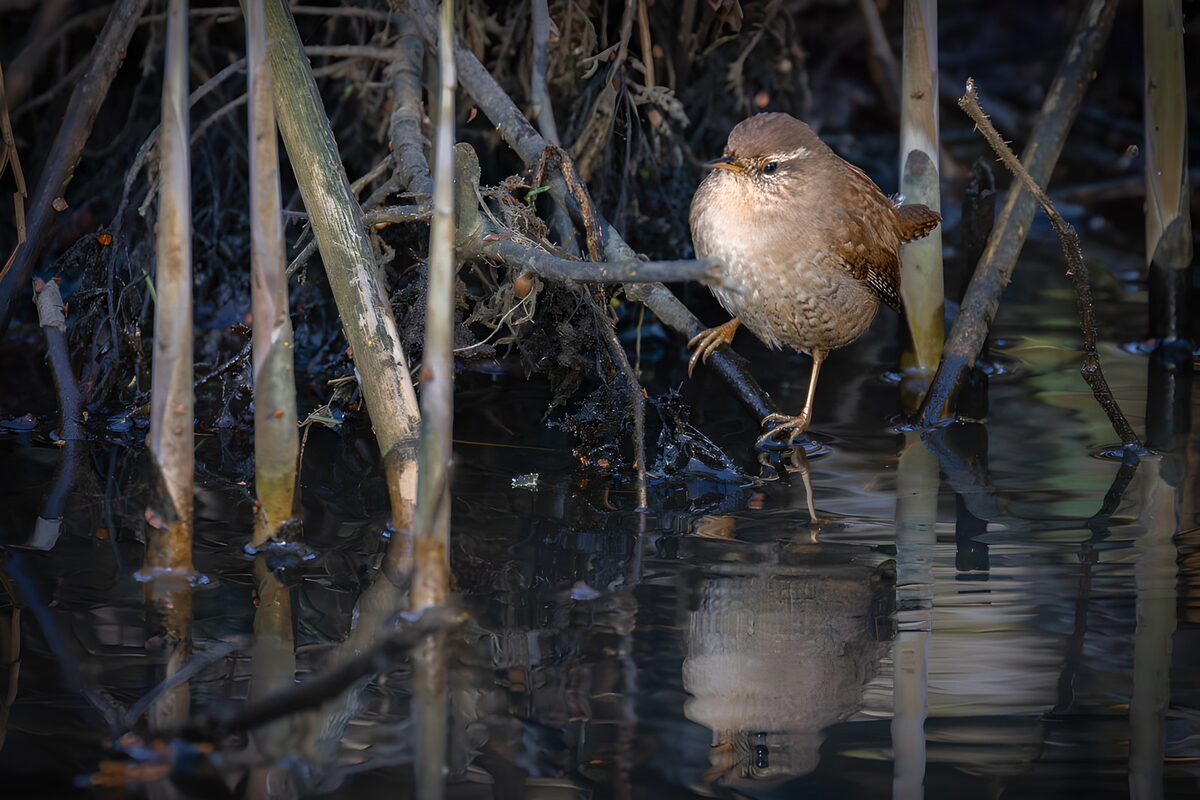 Bruin vogeltje in donker riet