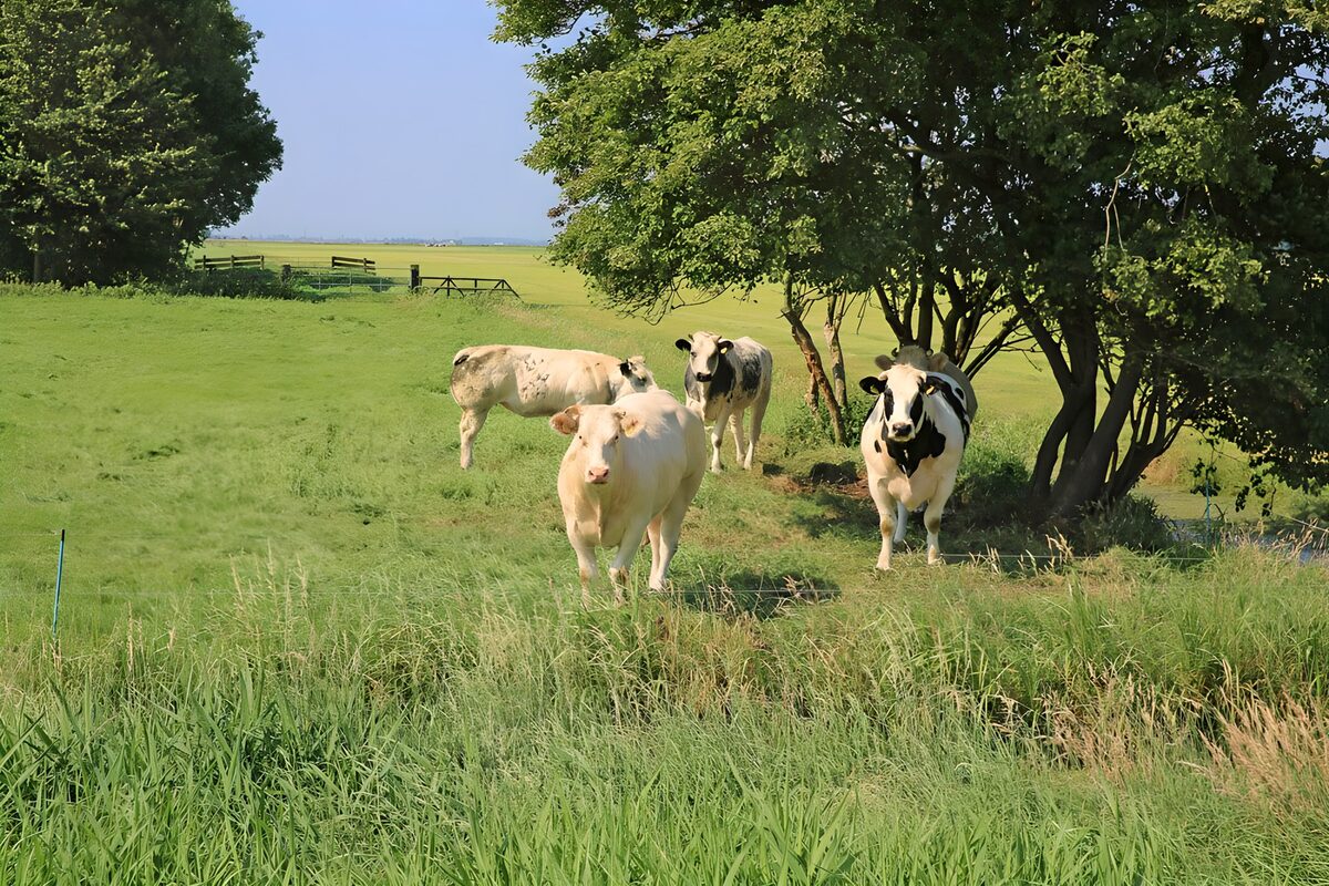 Koeien in een zonnige groene weide