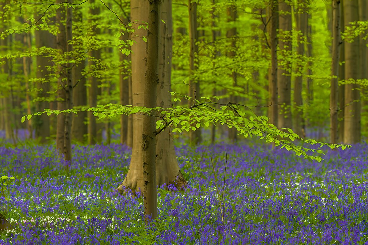 Beukenbos met een blauwe bloemenzee