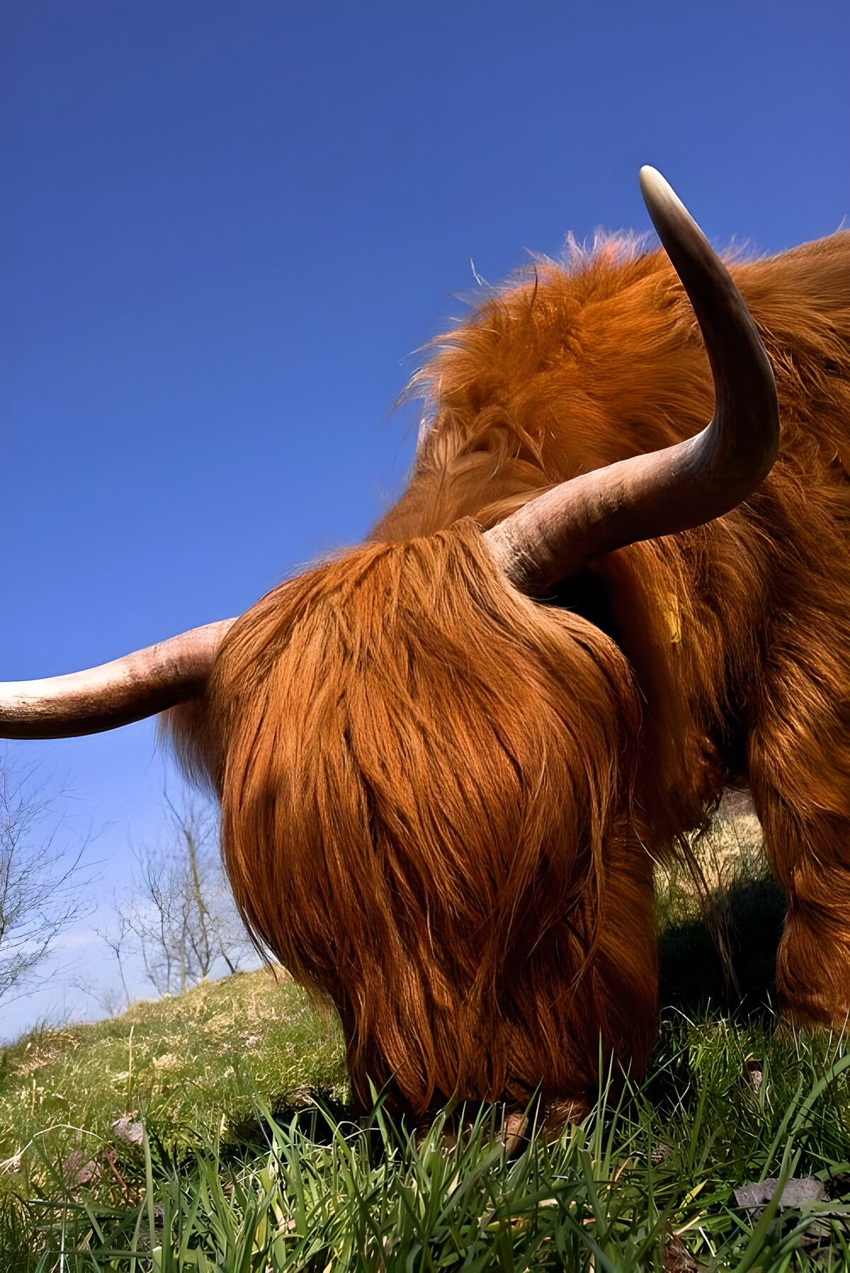 Schotse hooglander grazend in de zon