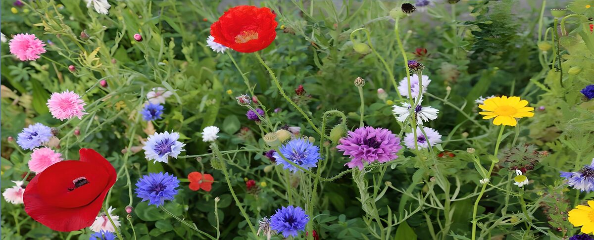Rode klaprozen tussen bonte veldbloemen