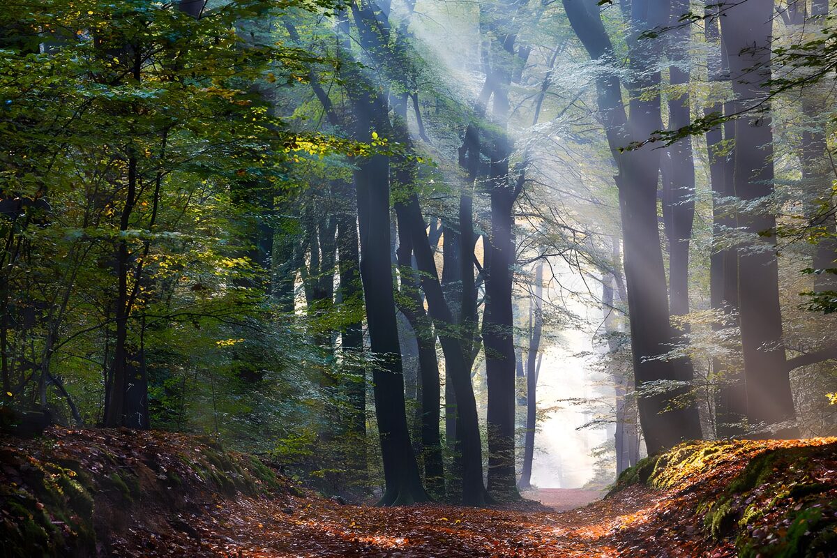Herfstpad met zonnestralen