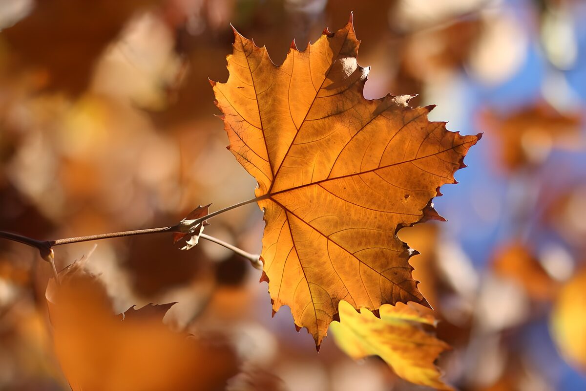 Oranje herfstblad in warm licht