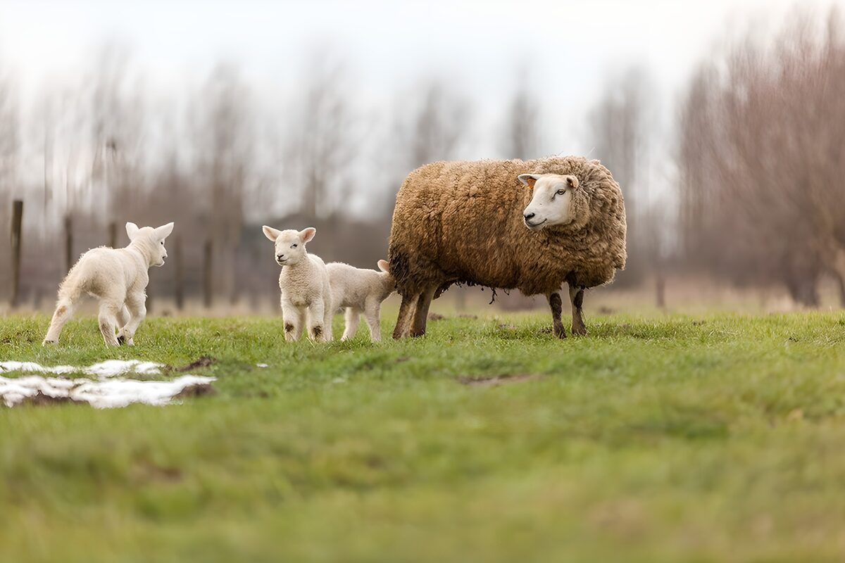 Bruin schaap met drie witte lammeren