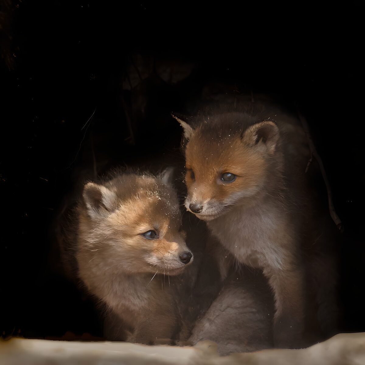 Twee vosjes in een donkere schuilplek