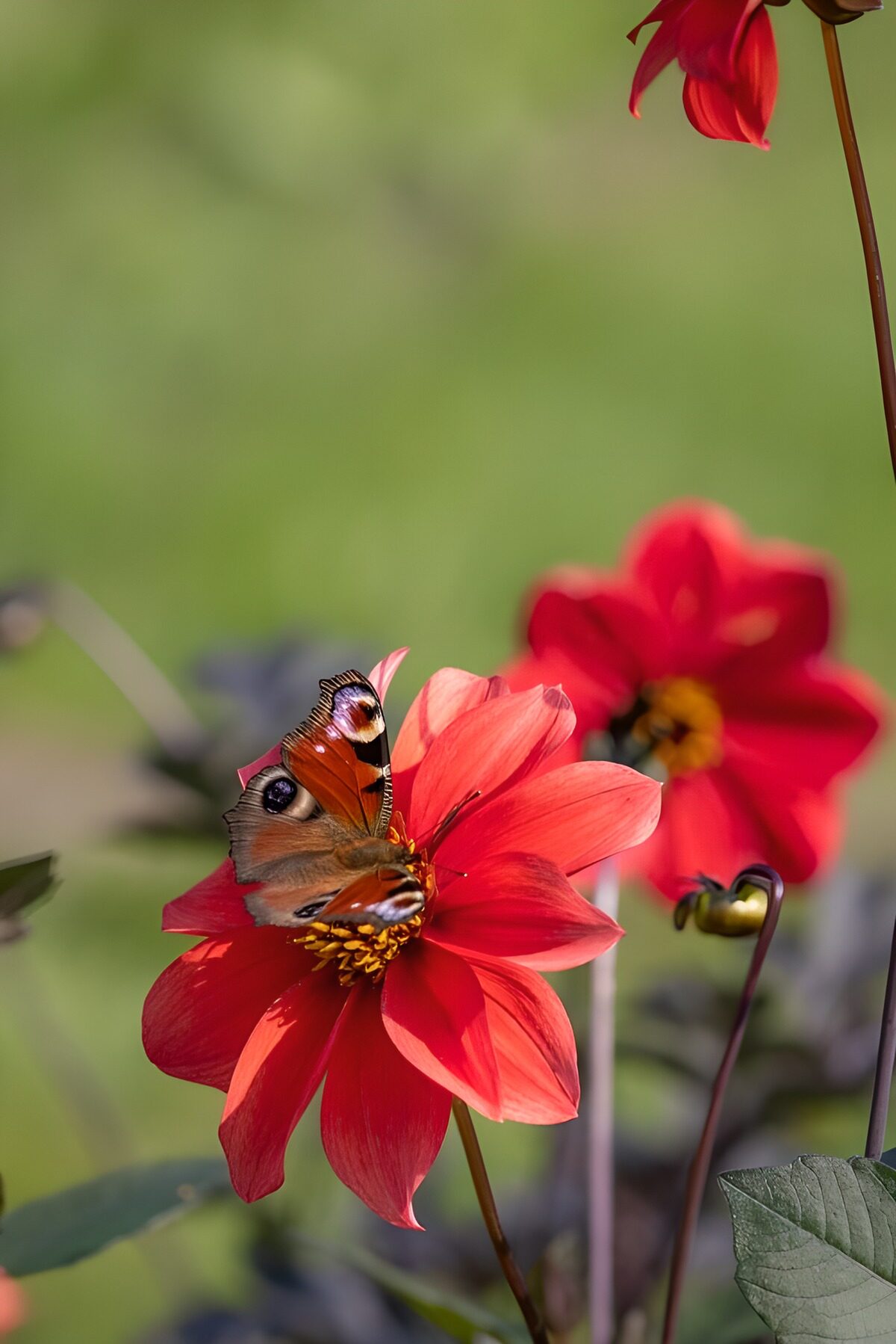 Dagpauwoog op een zonovergoten dahlia