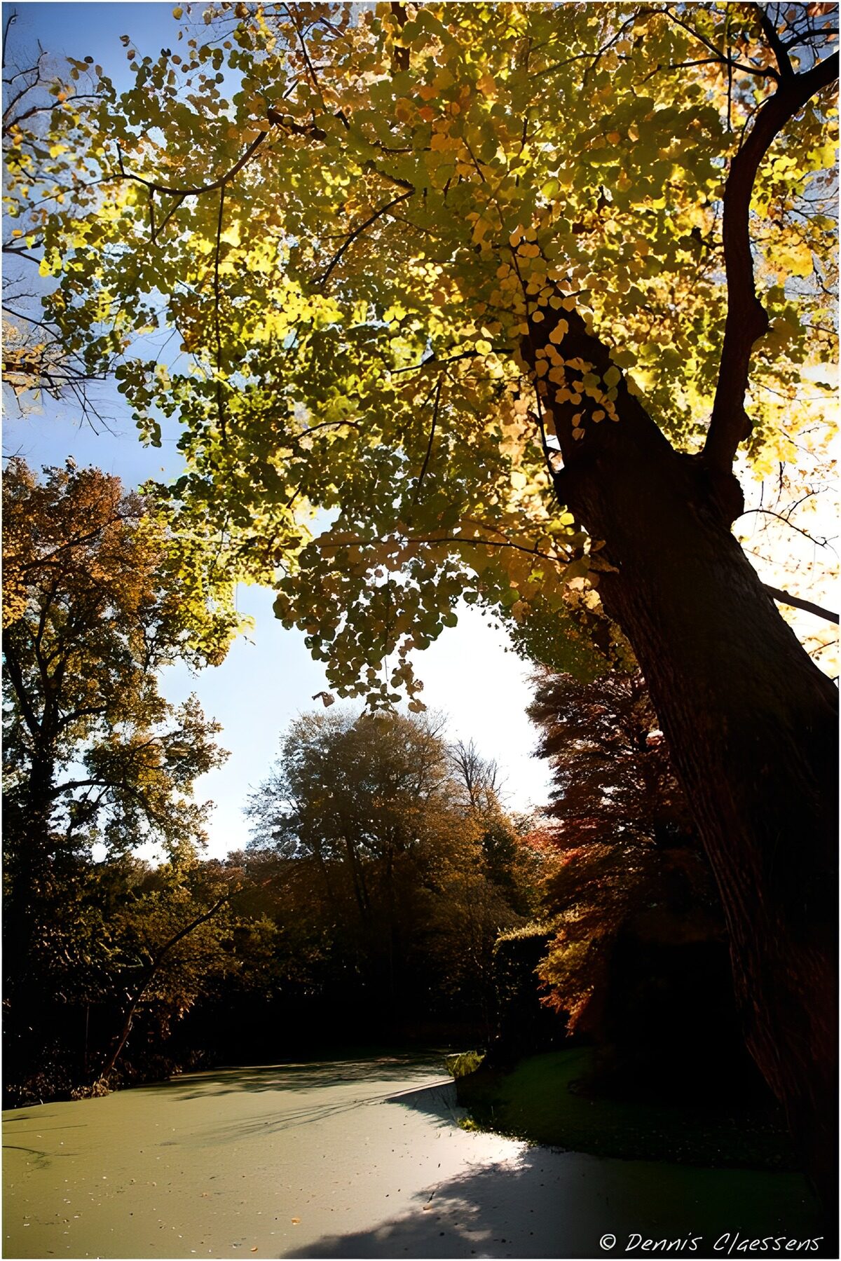Herfstboom boven een groene vijver