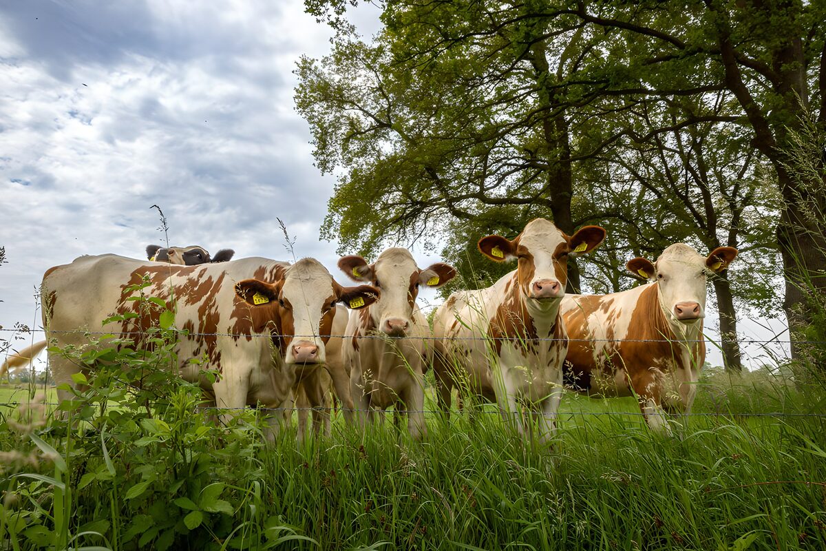 Bruin-witte koeien achter het hek