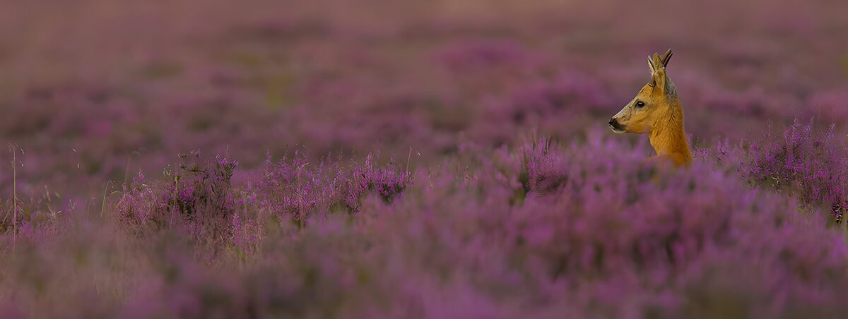 Ree tussen de paarse heide