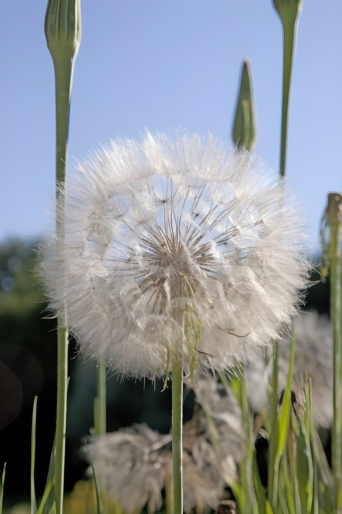 Witte pluizenbol in het zonlicht