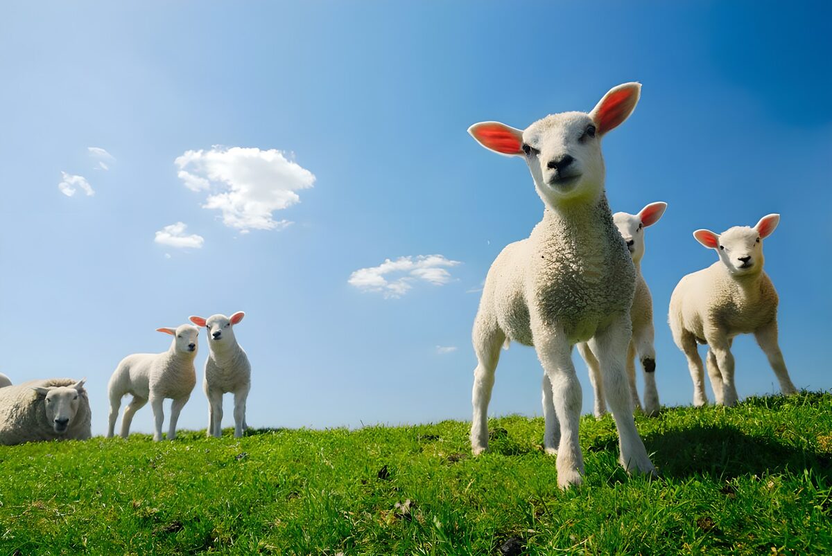 Lammeren in de zonnige wei