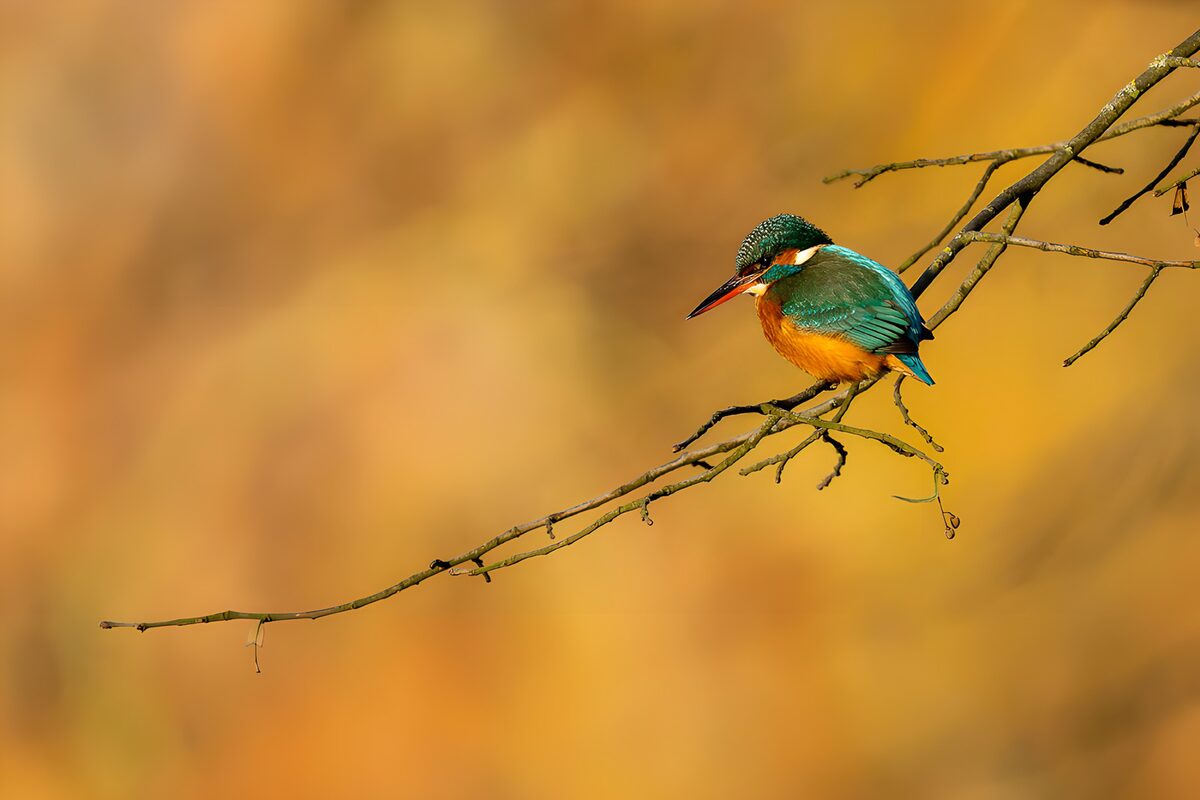 IJsvogel tegen een goudgele achtergrond