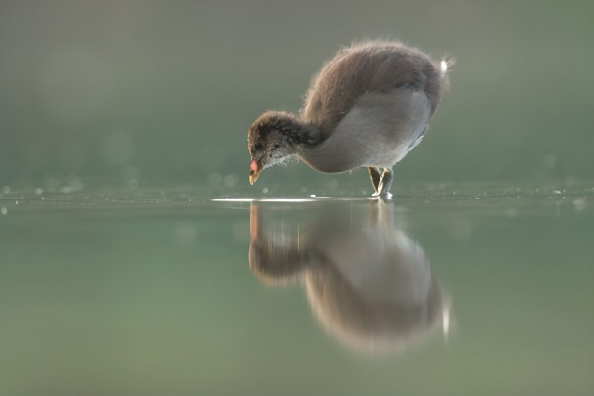 Jonge watervogel boven zijn spiegelbeeld