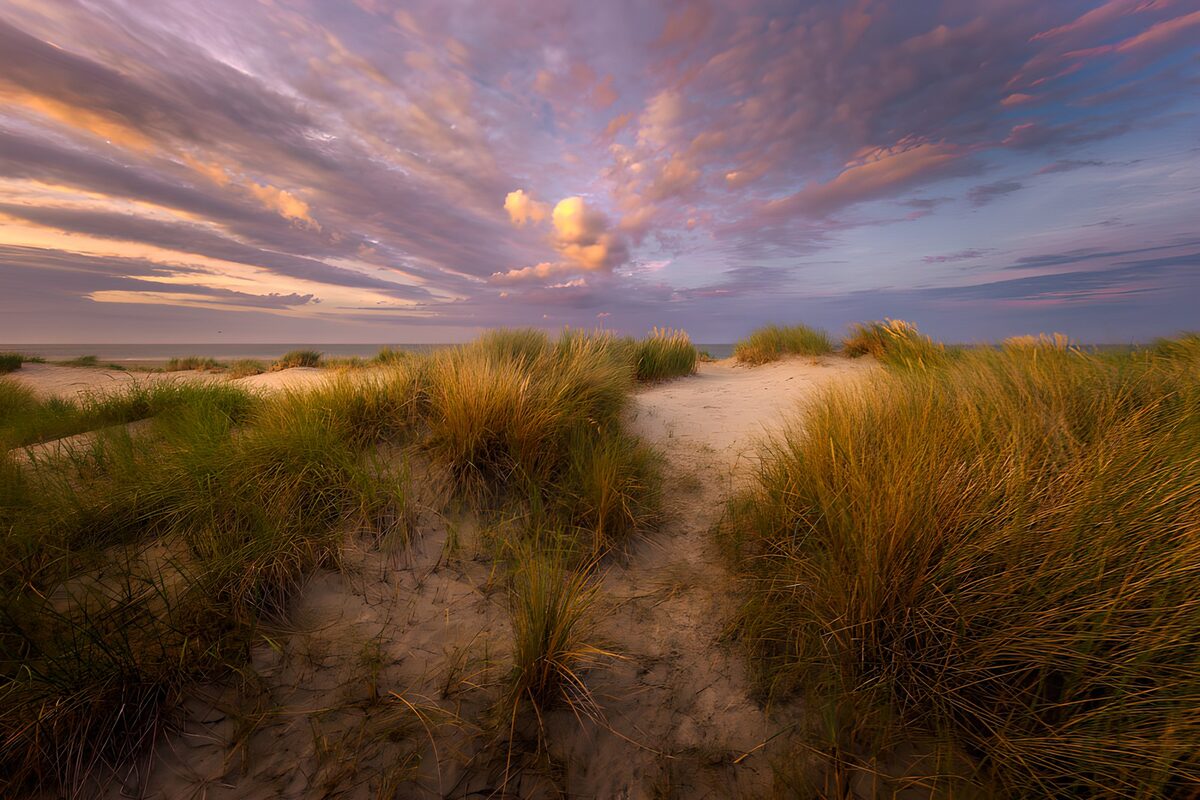 Duinen en duingras in avondlicht