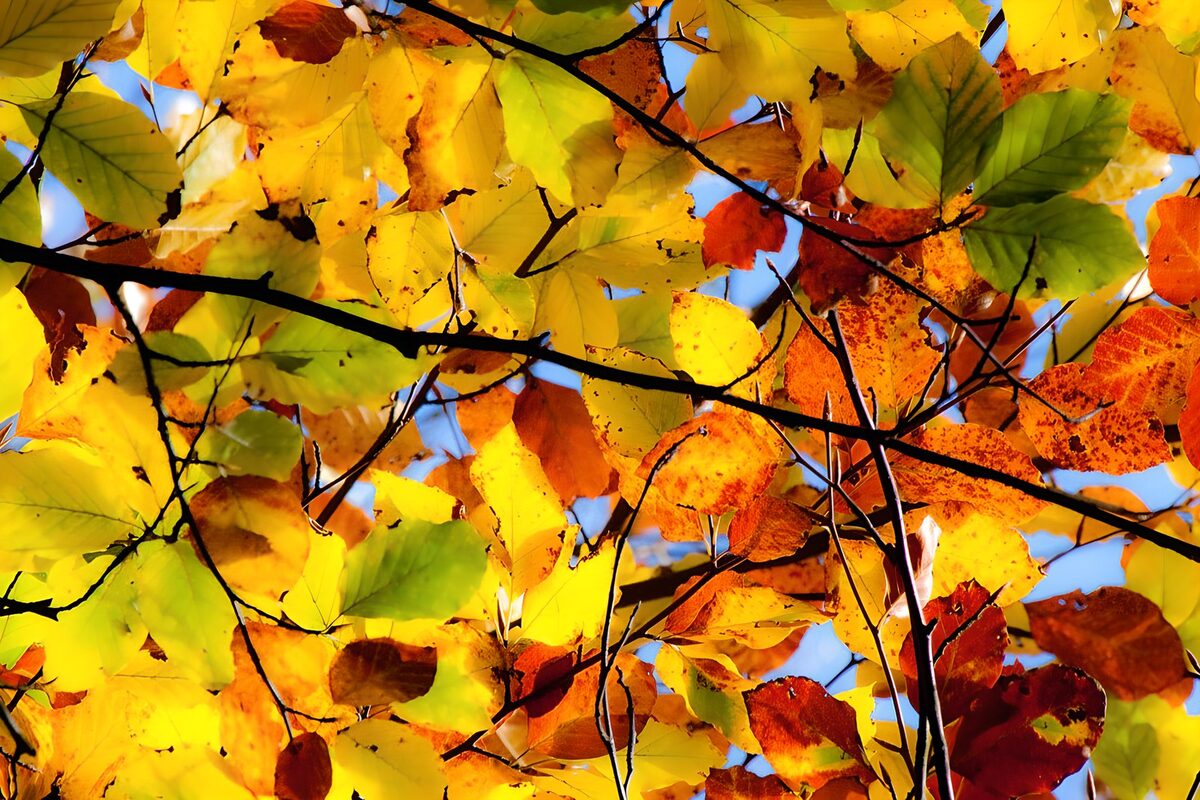 Gele herfstbladeren tegen blauwe lucht
