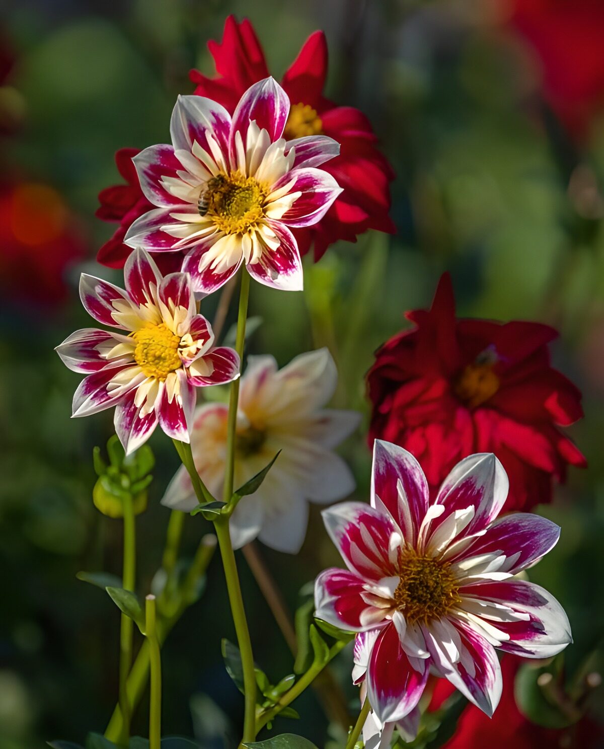 Roze-witte dahlia’s in de zon