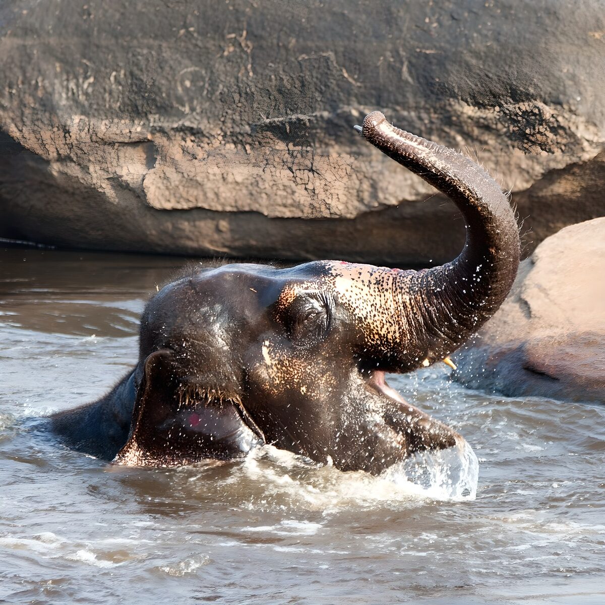 Badende olifant in zonnig water