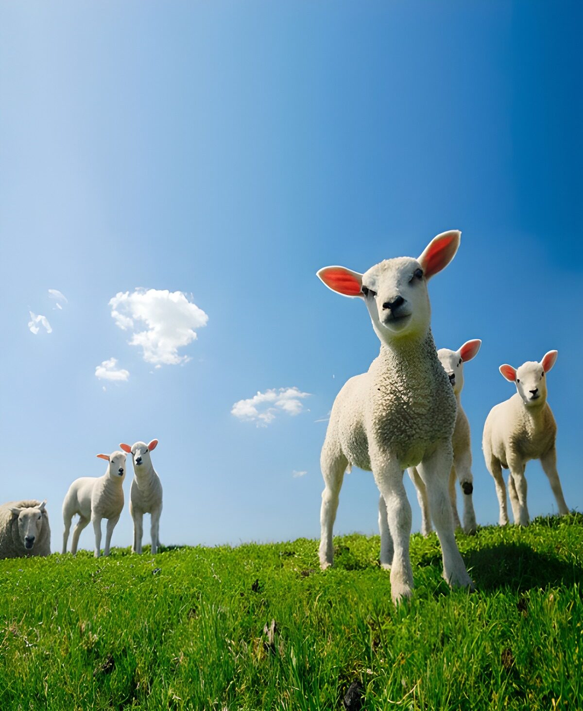 Lammetjes op een zonnige groene helling